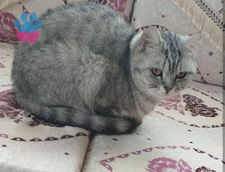 British Shorthair Maya'ya eş Arıyorum
