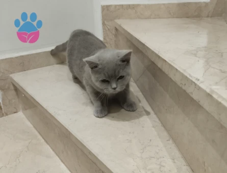 Scottish Fold 1 Yaşında Eş Arıyor