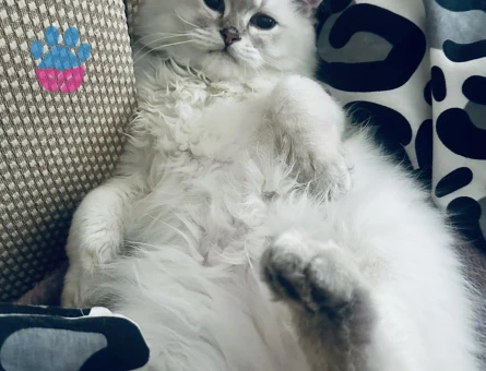 British Longhair 1 Yaşında Eş Arıyor