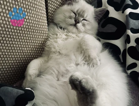 British Longhair 1 Yaşında Eş Arıyor