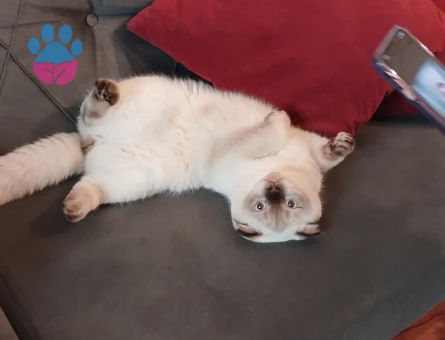 Scotish fold bluepoint Eş Arıyor