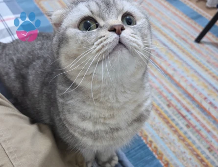 Scottish Fold Dişi Kedime Erkek kedi arıyoruz