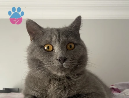 Oğluma eş arıyorum kızgınlıkta