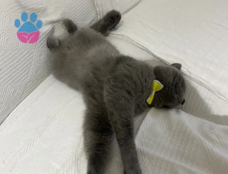 Oğluma eş arıyorum kızgınlıkta