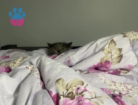 Oğluma eş arıyorum kızgınlıkta