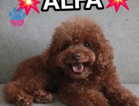 Toy Poodle 2 Yaşında Eş Arıyor