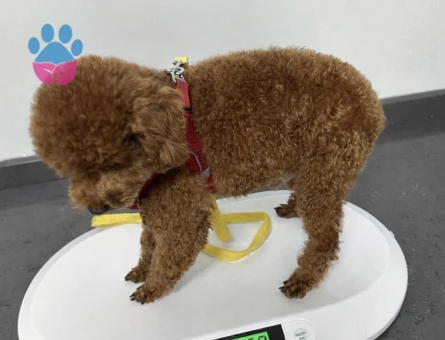 Toy Poodle 2 Yaşında Eş Arıyor