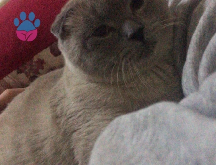 Scottish blue point fold kedime eş arıyorum