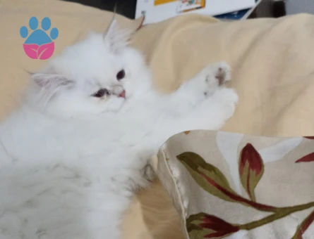 Güzel kızımıza yakışıklı damat ariyorum