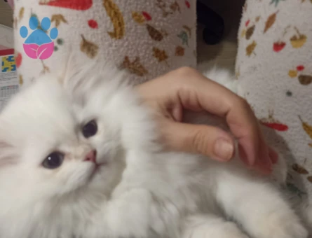 Güzel kızımıza yakışıklı damat ariyorum