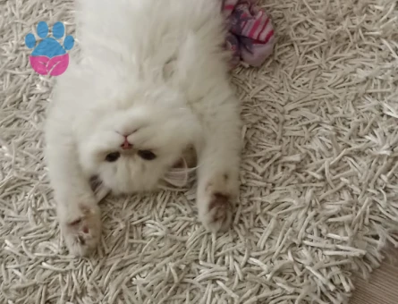 Güzel kızımıza yakışıklı damat ariyorum