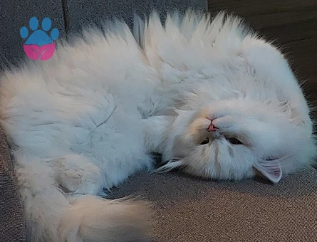 Güzel kızımıza yakışıklı damat ariyorum