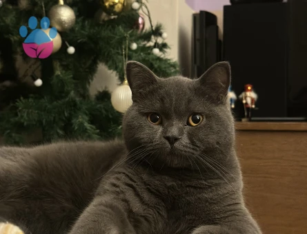 British Shorthair 10 Aylık Eş Arıyor