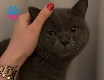 British Shorthair 10 Aylık Eş Arıyor