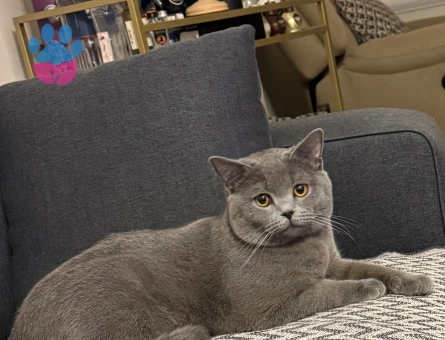 Pablo ya ilk gelin adayı arıyorum