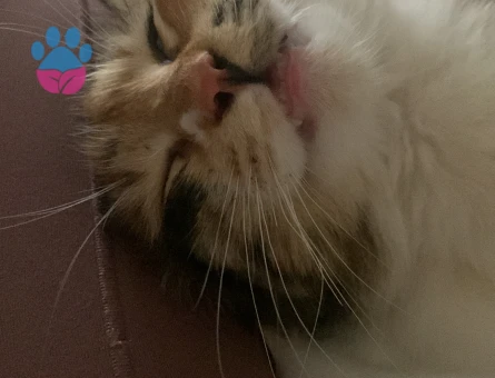 Tekir Kedime 1 Yaşında Eş Arıyor