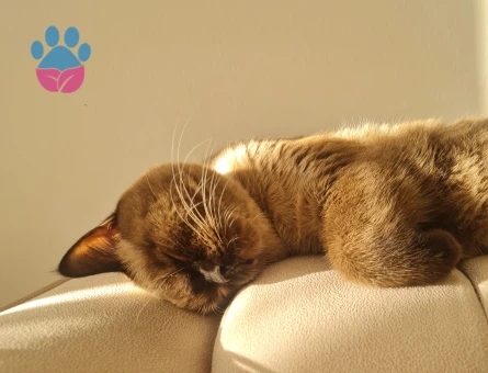 British Shorthair 1 Yaşında Eş Arıyor