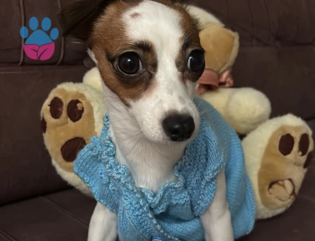 jack russel 3 Yaşında Eş Arıyor