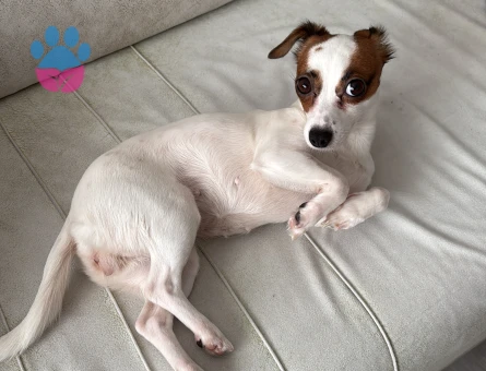 jack russel 3 Yaşında Eş Arıyor