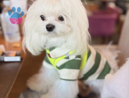 Maltese Terrier Oğluma eş arıyoruz