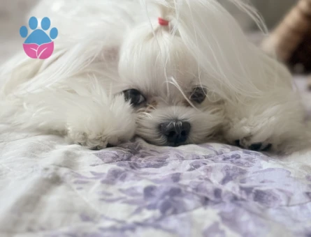 Maltese Terrier Oğluma eş arıyoruz