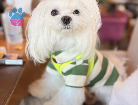 Maltese Terrier Oğluma eş arıyoruz