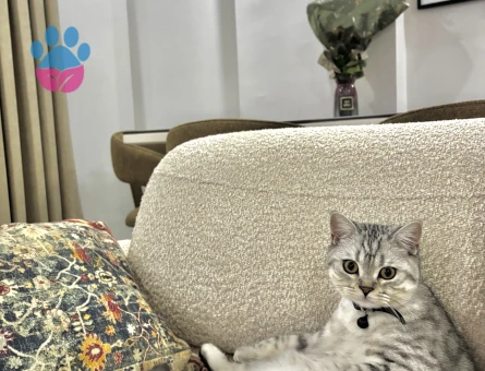 British Shorthair Kedim İçin Eş Arıyorum
