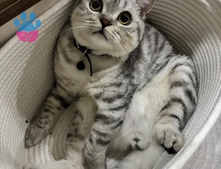 British Shorthair Kedim İçin Eş Arıyorum