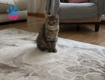 Henüz 1 yaşını doldurmayan kızımıza eş arıyoruz