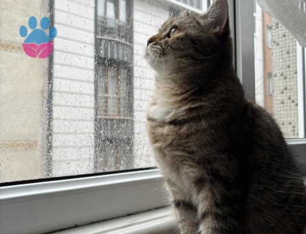 Henüz 1 yaşını doldurmayan kızımıza eş arıyoruz