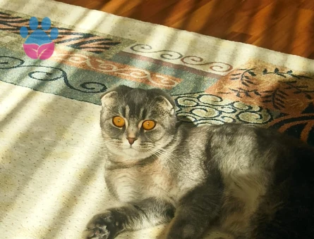 Scottish Fold 2 Yaşındaki Kızımıza Eş Arıyoruz