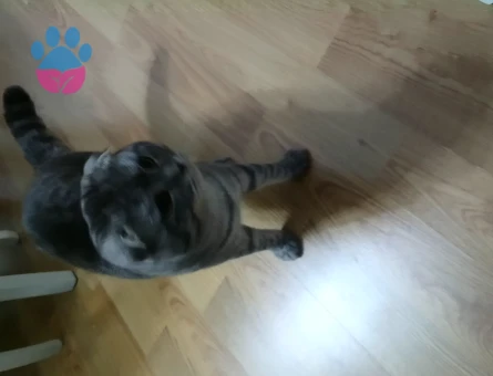 Scottish Fold 1 Yaşında Kedime Eş Arıyorum