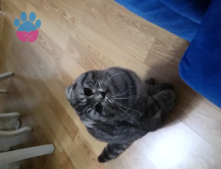 Scottish Fold 1 Yaşında Kedime Eş Arıyorum