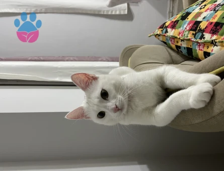 Tekir Kedime Eş Arıyorum