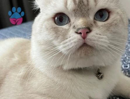 Scottish Fold Oğluma Eş Arıyorum 1 Yaşında