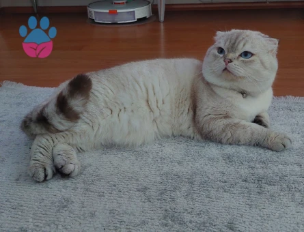 Scottish Fold Oğluma Eş Arıyorum 1 Yaşında