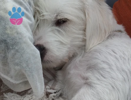 Yakışıklı oğluma eş arıyorum