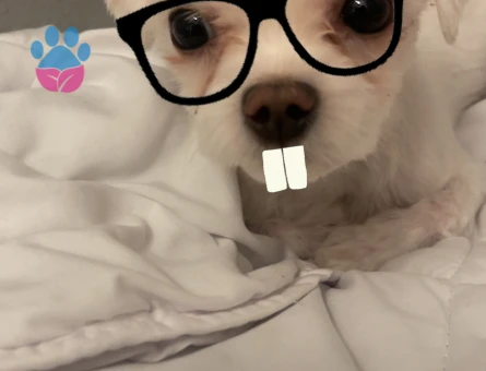 Köpeğim çeroğa eş arıyoruz