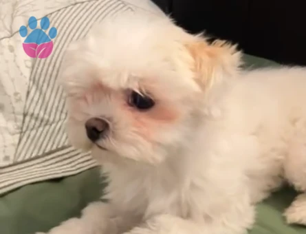 Köpeğim çeroğa eş arıyoruz