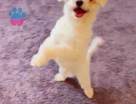 Köpeğim çeroğa eş arıyoruz