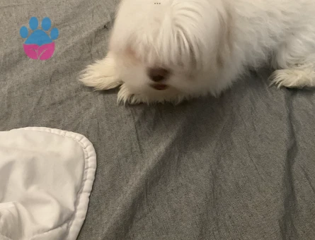 Köpeğim çeroğa eş arıyoruz