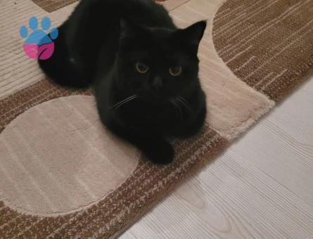 Erkek kedim guzel bir eş ariyorum