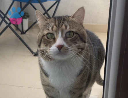 İstanbul erkek tekir kedimin ilk çiftleşmesi için ilan