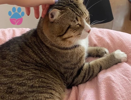 İstanbul erkek tekir kedimin ilk çiftleşmesi için ilan