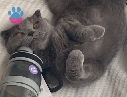 Scottish Fold Kızıma eş arıyorum