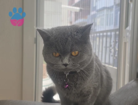British Shorthair Kızıma Erkek kedi arıyoruz