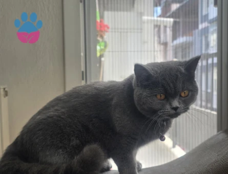 British Shorthair Kızıma Erkek kedi arıyoruz