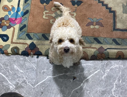 Linda Kızımıza eş arıyoruz şuan kızgınlık döneminde