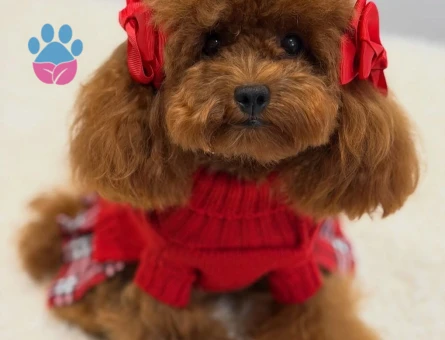 Chiwas Oğluma Eş Arıyorum