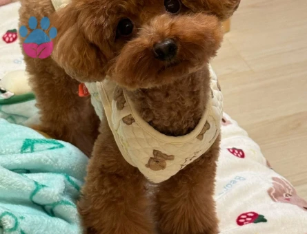 Micro Teacup Poodle Oğlumuz Alex